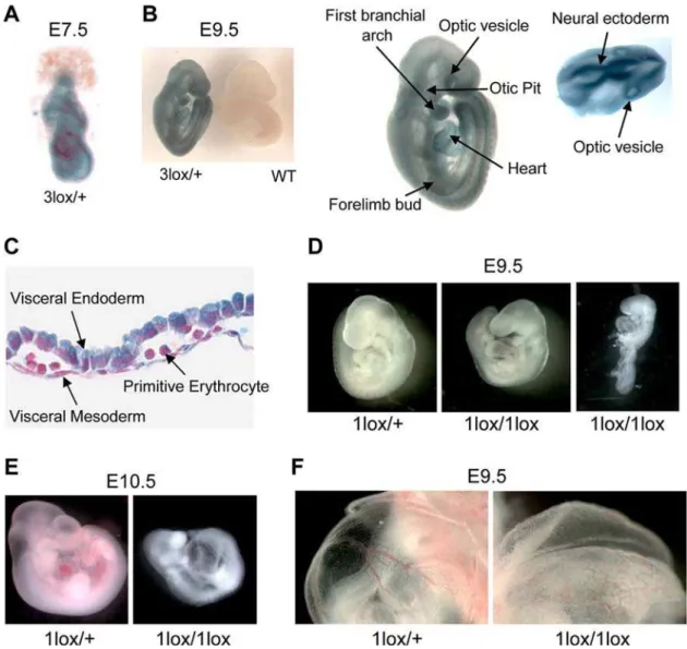 Figure 2. Essential role for Dot1L in mouse embryonic development. (A) A representative X-gal stained 7.5-dpc Dot1L 3lox/+ embryo demonstrating ubiquitous Dot1L transcription throughout the embryo