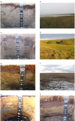 Figure 2. Examples of soils and environments analized in this study. Yavay 1 (a and b), Gyda Yuribey (c and d), Enisey Gulf, (e and f), Beliy Island (g), Haranasale (h).