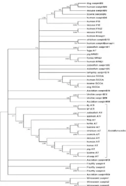 Figure 4. The phylogenetic trees constructed using the sequences of BjATl and other representative members of serpin cladeB and cladeC