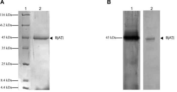 Figure 5. SDS-PAGE and Western bloting of recombinant BjATl expressed in Pichia pastoris 
