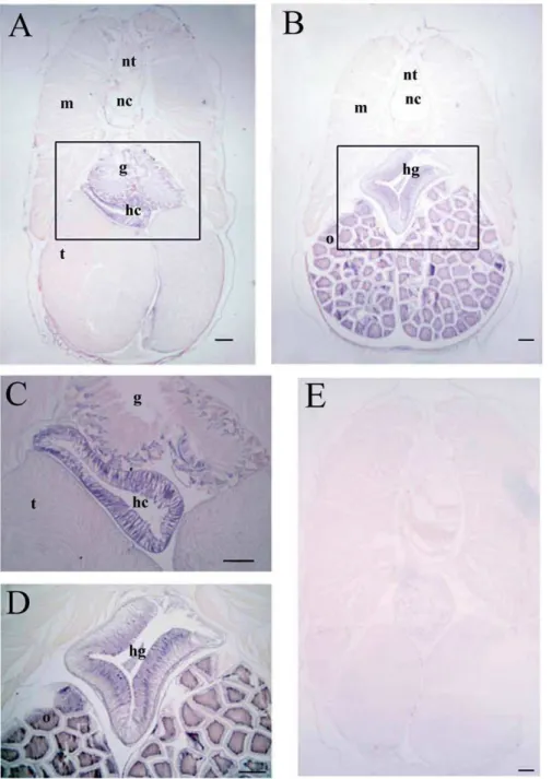 Figure 9. Localization of BjATl transcripts in different tissues of adult amphioxus detected by in situ hybridization histochemistry.