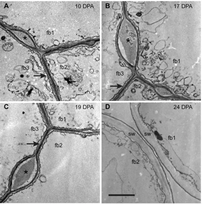 Figure 2. Transmission electron micrographs of cross-sectioned G. barbadense fiber at 10 to 24 DPA