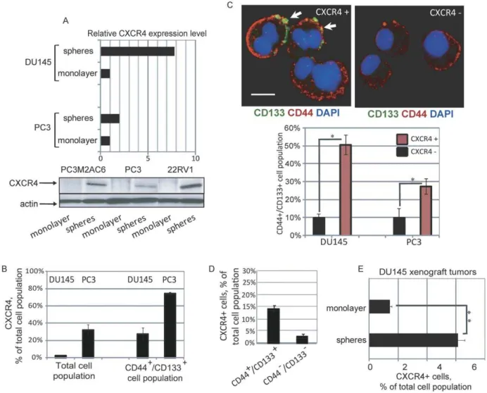 Figure 1. Overexpression of CXCR4 inprostate cancer progenitors. (A) Cells grown under sphere forming conditions showed an increased expression level of CXCR4 as analyzed by RT-PCR and Western blot analysis