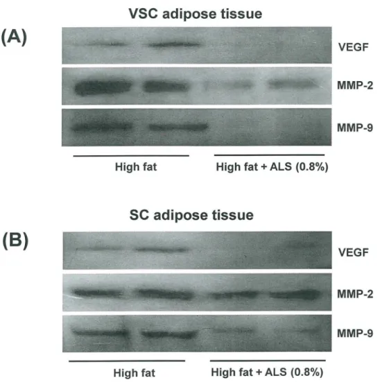 Fig 7. Effects of ALS on the protein expression of VEGF, MMP-2 and MMP-9 in epididymal VSC and inguinal SC adipose tissues of diet-induced obese mice
