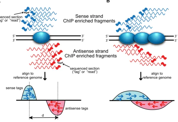 Figure 1. Strand-dependent bimodality in tag density. The 59 to 39 sequencing requirement and short read length produce stranded bias in tag distribution