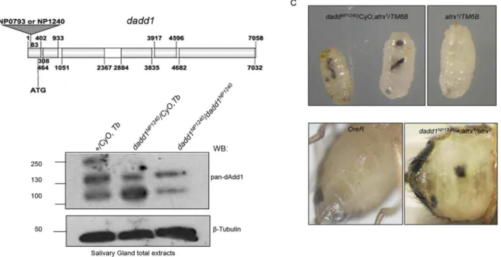 Figure 4. Genetic interaction between dadd1 and atrx. A. Scheme of dadd1 showing the position of the EP elements insertions (gray triangle) in dadd1 NP1240 and dadd1 NP0793 alleles, introns are represented by white boxes while exons are represented by gray