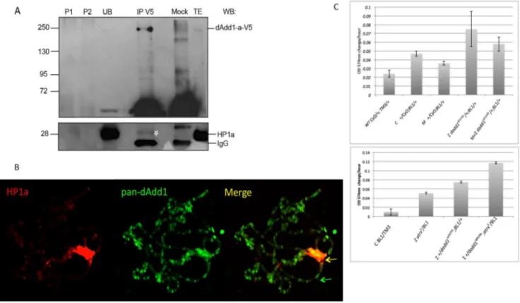 Figure 5. The dAdd1 proteins co-localize in heterochromatic regions with HP1a and cooperate with dAtrx in the maintenance of pericentric heterochromatin