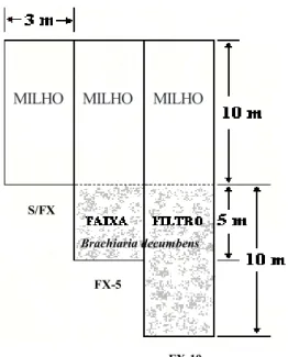 Figura 1. Esquema da faixa-filtro (S/FX Faixa-Filtro de 0 m, FX-5 faixa-filtro de 5 m e FX-10 faixa-filtro de 10 m)S/FXFX-5FX-10 MILHMILHMILHO Brachiaria decumbens 