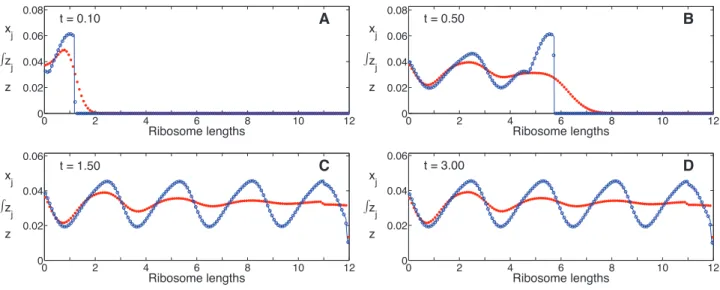 Figure 7. Protein concentration and ribosome density as functions of time with a time-varying initiation rate