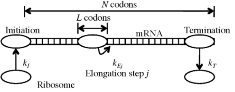 Figure 1. Schematic view of the translation process.
