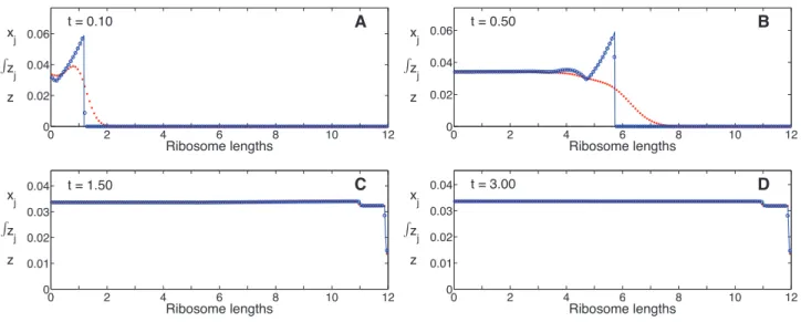 Figure 3. Ribosome distribution as a function of time. The ribosome distributions along the mRNA chain during induction, as predicted by the mechanistic model (Eqs