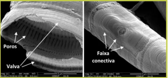 FIGURA 2: Estrutura de frústulas observadas em microscopia eletrónica de varrimento. Detalhe da  frústula  de  diatomácea  pinulada:  superfície  externa  e  interna  (esquerda)  ampliada  20000x  e  em  vista pleural (à direita) ampliada 17500x