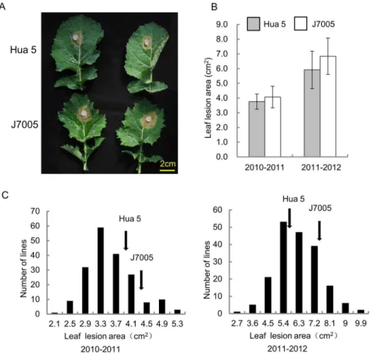 Figure 2. Leaf resistance (LR) of the two parental lines, Hua 5 and J7005, and the HJ-DH population