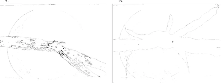 Figura 5. Imagem-diferença de uma planta atacada segmentada com o limiar iterativo em relação à limiarização manual (A) e imagem- imagem-diferença de uma planta não atacada segmentada com o limiar iterativo em relação à limiarização manual (B)