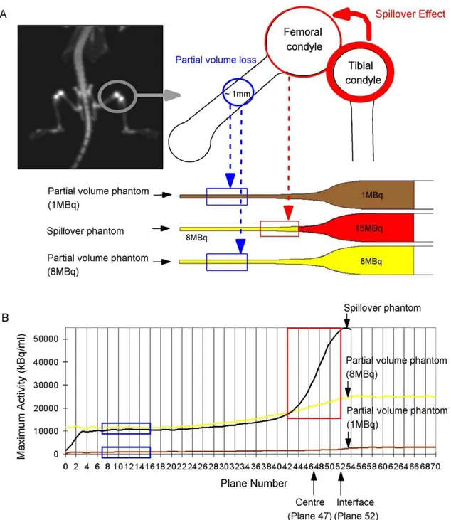 Figure 8. Spillover and partial volume loss phantoms. (A) The coronal [ 18 F]fluoride microPET image shows the area of the knee joint where spillover effect and partial volume loss occur (grey circle)