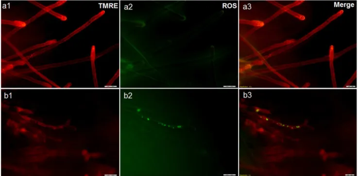 Figure 4. Effect of boric acid on Saprolegnia mitochondria using fluorescence microscopy