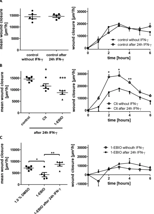 Fig 3. Differential regulation of KCNN4-dependent intestinal epithelial wound healing in response to preincubation with IFN-γ