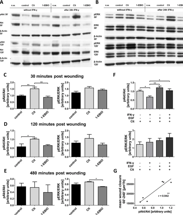Fig 6. Clt-dependent alterations in Akt but not ERK phosphorylation correlate with wound healing of IEC-18