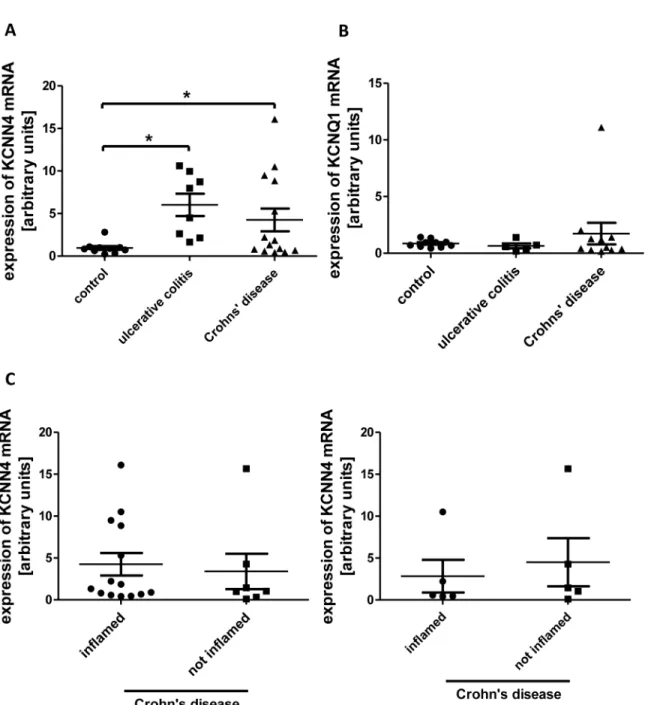 Fig 8. KCNN4 mRNA expression in IBD. A: Relative levels of KCNN4 mRNA in IEC from controls (n = 10), UC (n = 8) and CD (n = 14)