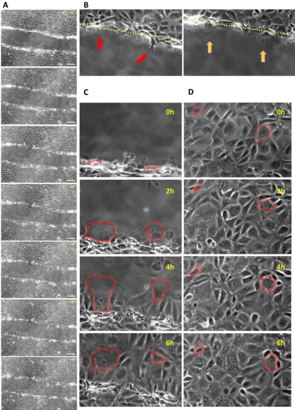 Fig 1. Restitution of scratch-wounded IEC-18 monolayers is marked by migration of adjacent cells