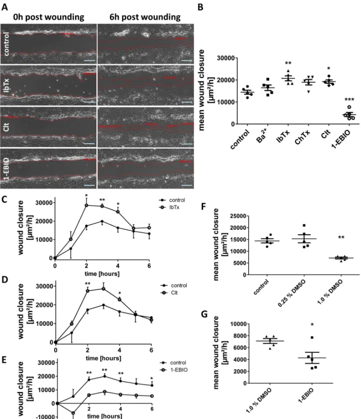 Fig 2. Regulation of intestinal epithelial wound healing by potassium channel modulation