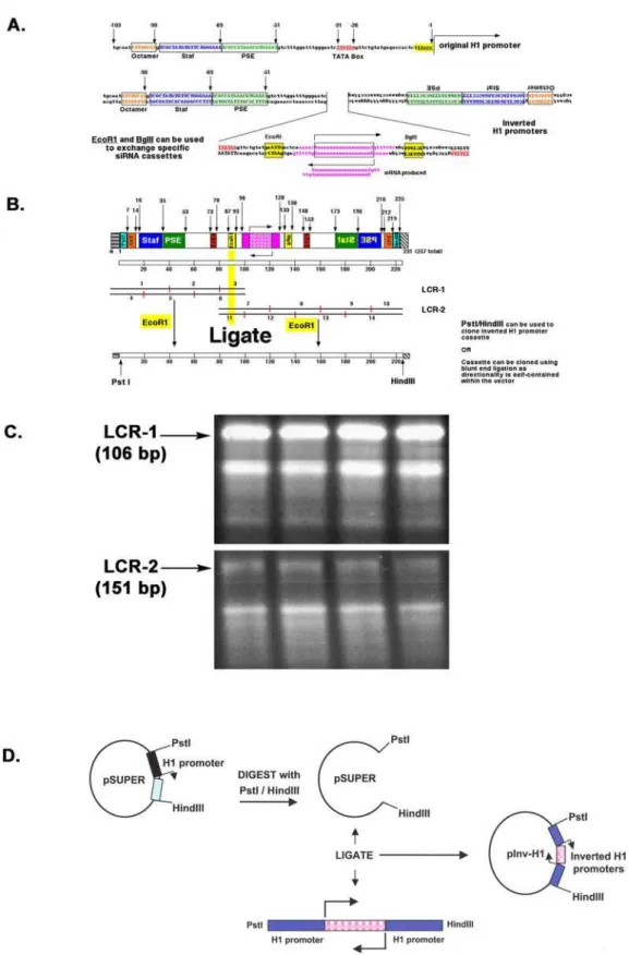 Figure 1. Construction of pInv-H1. A. Organization of the inverted H1 promoters and sequence encoding a specific siRNA