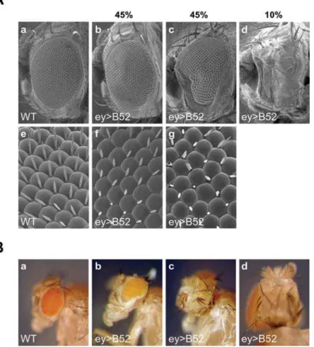 Figure 1. Over-expression of B52 under the control of the ey-Gal4 transgene impairs eye development