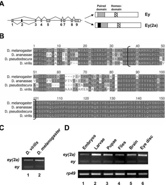 Figure 2. Conservation of eyeless exon 2 alternative splicing. (A) Genomic organization of the D