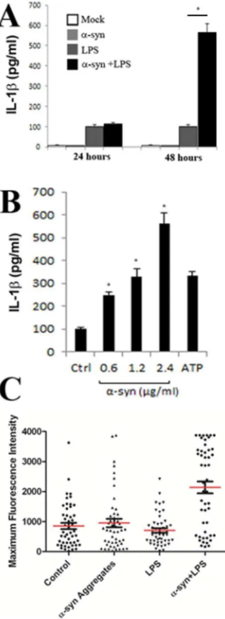 Figure S1 a-synuclein monomers do not induce chGal3 relocalization. N27 and SH-SY5Y cells stably expressing chGal3 were incubated with freshly resuspended a-synuclein for 24 hours