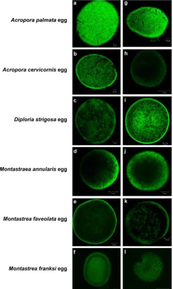 Figure 3. General eubacterial FISH in early development of Montastraea faveolata . FISH visualization of the CY3-labeled general eubacterial probe suite (EUB338I/EUB338II/EUB338III) on Montastraea faveolata eggs, larvae, and settled juvenile polyps