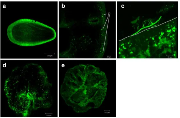 Figure 4. Bacteria in juvenile Acropora humilis polyps. FISH visualization of signal from the CY3-labeled general eubacterial probe suite (EUB338I/EUB338II/EUB338III) on early stages of Acropora humilis