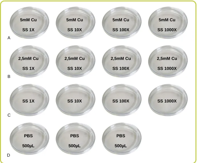 FIGURA 1: Esquema das placas com meio (A) enriquecido com 5 mM de Cu, (B) enriquecido com 2,5 mM de Cu  e (C) não enriquecido com Cu (controlo) a inocular com as diferentes diluições da suspensão de solo (SS); (D)  placas com meio não enriquecido com Cu a 