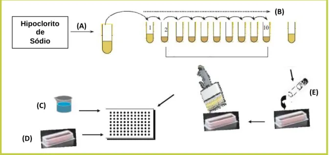 FIGURA  3: Ilustração  dos  passos  de  montagem  do  teste  de  algas  em  microplacas