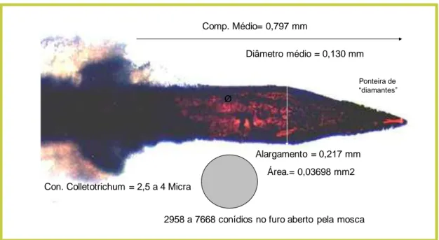 FIGURA 1: Aparelho ovipositor da mosca-das-frutas (M.O. 400 X). O termo Con. Colletotrichum refere- refere-se a conídios de Colletotrichum