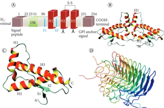 Figure 2. (A) Illustration of the normal structure of human Prion protein gene (PRNP)