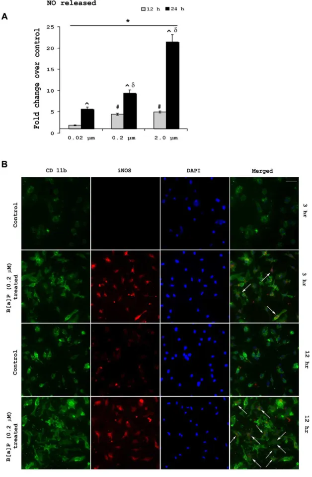Figure 3. B[a]P treatment causes elevated NO release from microglia and also modulates intracellular iNOS levels