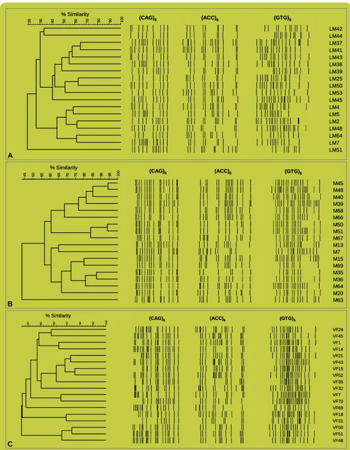 FIGURA  5:  Dendrograma  dos  padrões  de fingerprinting  de  18  indivíduos  de  3  populações  diferentes,  utilizando os  primers (CAG) 6 , (ACC) 6  e (GTG) 5 : A) Lagoa de Melides; B) Lagoa de Mira; C) Vala da Fervença