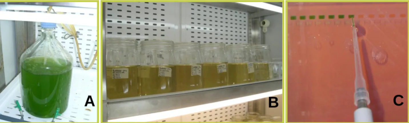 FIGURA 1: Alguns requisitos para o cultivo de  Simocephalus vetulus: A) cultura de micro-alga verde (alimento para  S