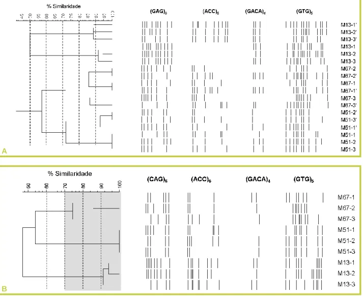 FIGURA  3:  Dendrogramas  dos  padrões  de  fingerprinting  de  3  indivíduos  de  3  genótipos hipotéticos  (M67,  M51,  e  M13)  da  Lagoa  de  Melides,  utilizando  os  primers  (CAG) 6 ,  (ACC) 6 ,  (GACA) 4   e  (GTG) 5 :  A)  contabilizando  ambas  a