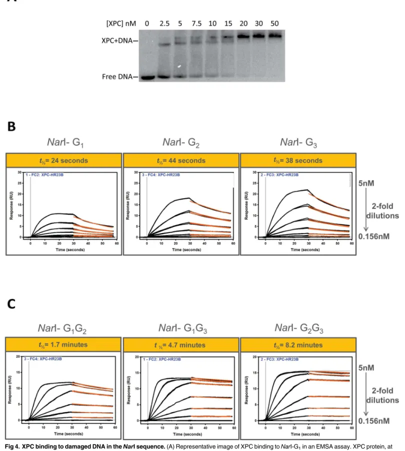 Fig 4. XPC binding to damaged DNA in the NarI sequence. (A) Representative image of XPC binding to Nar I-G 1 in an EMSA assay