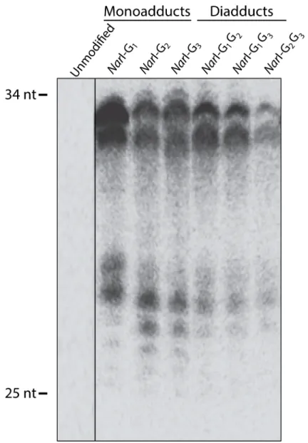 Fig 2. NER dual incision at adducts in the Nar I sequence in the human NER system. Plasmids containing site-specific mono-FAAF (lanes G 1 , G 2 , G 3 ) or di-FAAF adducts (lanes G 1 G 2 , G 2 G 3 , G 1 G 3 ), were incubated with HeLa whole-cell extracts