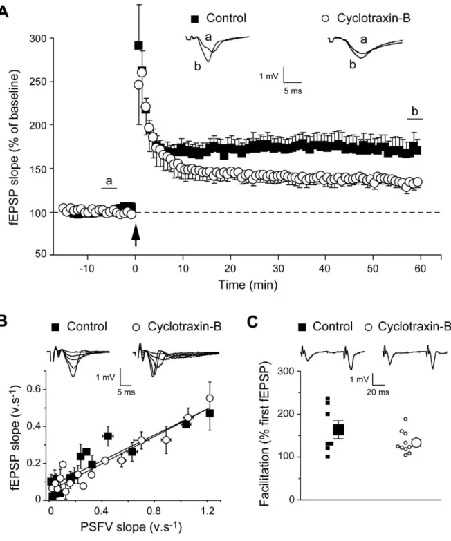 Figure 6. Cyclotraxin-B impairs HFS-induced LTP without affecting basal synaptic transmission