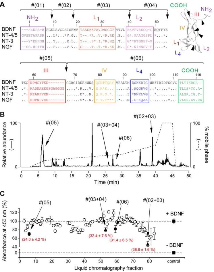 Figure 1. Purification and identification of binding determinants of BDNF. (A) Alignment of the amino-acid sequences of rat BDNF, NT-4/5, NT-3 and NGF (numbered based on BDNF sequence, dashes represent gaps, points represent identities and stars represent 