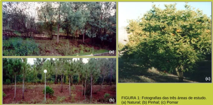 FIGURA 1: Fotografias das três áreas de estudo. 