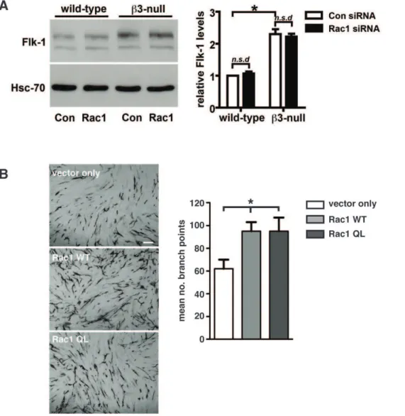 Figure 9. Endothelial Rac1-depletion does not affect the expression of Flk-1. A. Western blot analysis of Flk-1 expression levels in primary wild-type and b3-null endothelial cells transfected with scrambled (Con siRNA) or Rac1 (Rac1 siRNA) siRNAs