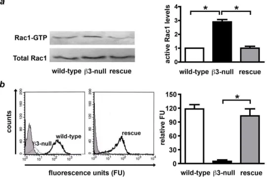 Figure 1. Increased active levels of Rac1 in b3-integrin-deficient endothelial cells. A