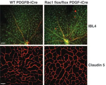 Figure 5. Postanatal retinal vascularization is not affected by endothelial Rac1 deletion