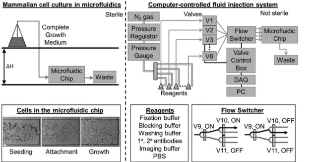 Fig. 1. Design of microfluidic platform. Left, top: The cell culture is performed under sterile conditions