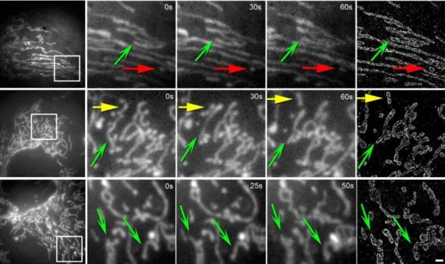 Fig. 4. Examples of mitochondria events observed using correlative live-cell and super-resolution microscopy in a microfluidic device with a fluid delivery system for computer-controlled fixation and immunostaining