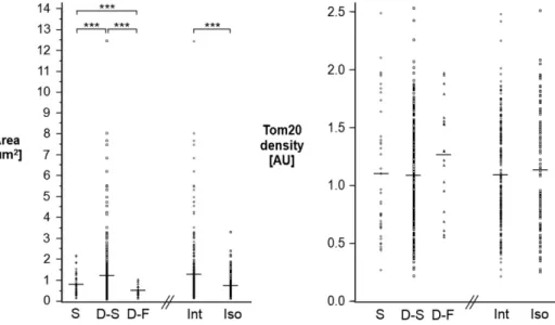 Fig. 5. Mitochondrial dynamics in relation to size and protein distribution (S, Stationary, D-S, Dynamic- Dynamic-Slow, D-F, Dynamic-Fast; Int, Interacting, Iso, Isolated)